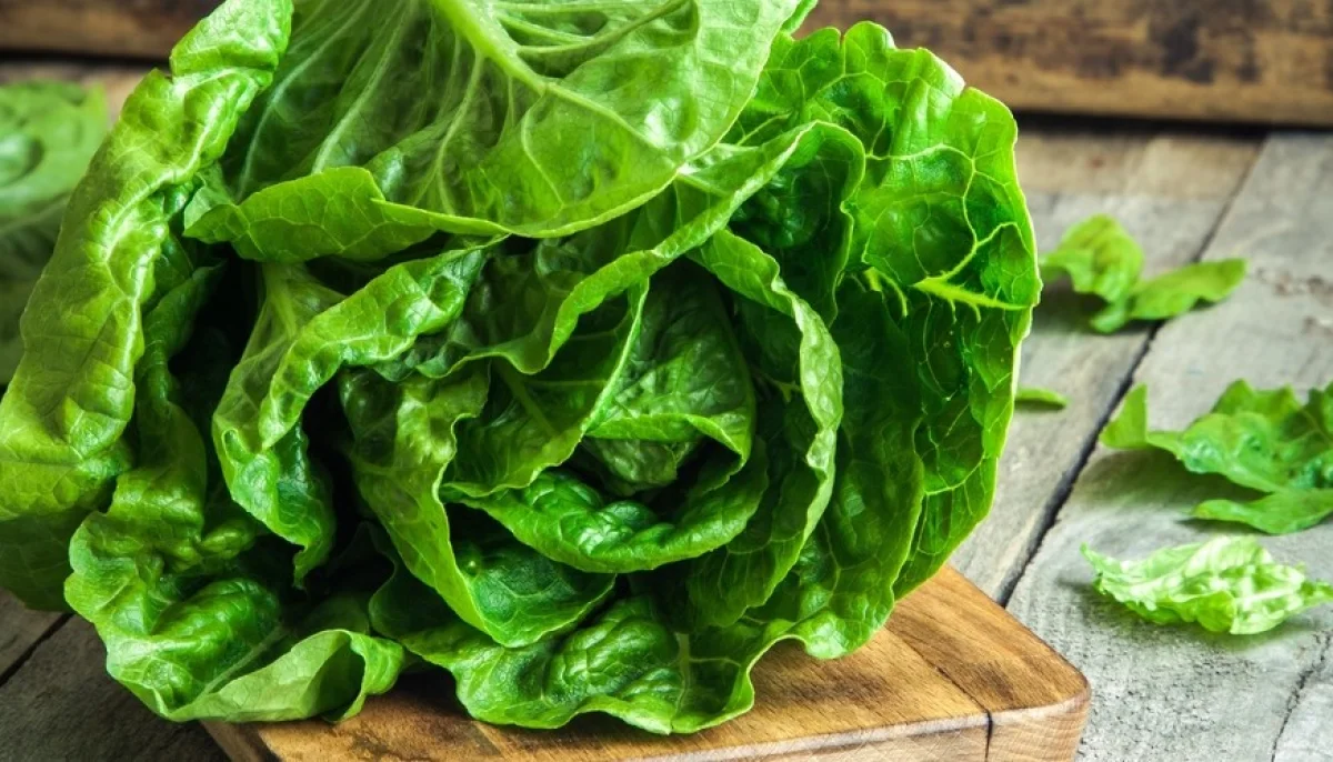 La lattuga